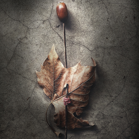 Twigs