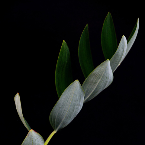 Vine