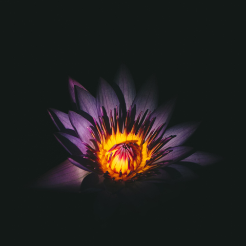 Blossom