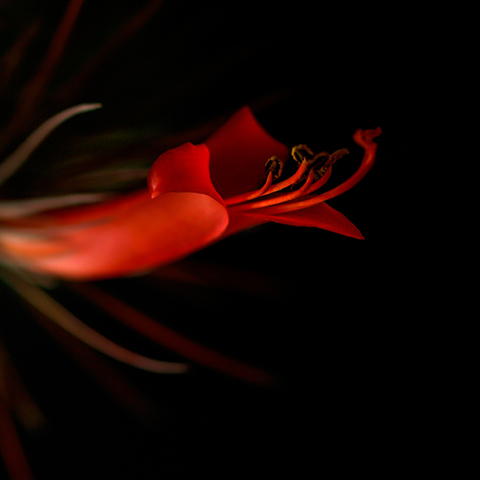 Petals